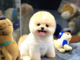 Çocukların En İyi Dostu Pomeranian Boo