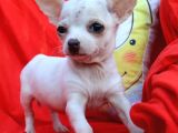 Elma kafa Küt burun Chihuahua Dişi Beyaz Yavrular 