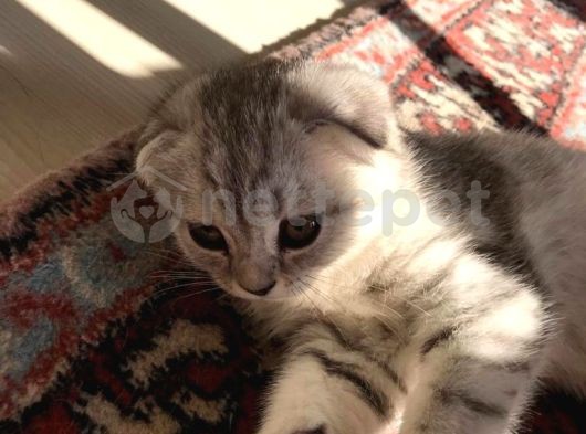 Scottish fold dişi yavru kedi