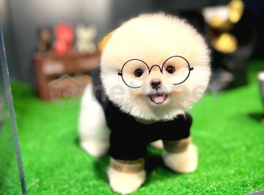En Başarılı Öğrenci Pomeranian Yavrumuz Harry