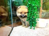 Çocuklarla Anlaşabilen Irk Pomeranian Boo Yavrularımız