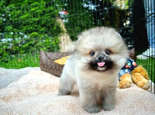 Sevimli Minik Pati Pomeranian 