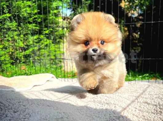 Irk ve Sağlık Garantili Pomeranian Boo