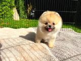 Çocuklarla En İyi Anlaşan Irk Pomeranian Boo