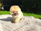 Evinizin Yeni Üyesi Pomeranian Dostunuz