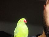 Evcil dişi Pakistan papağanı 1.5 yaşında