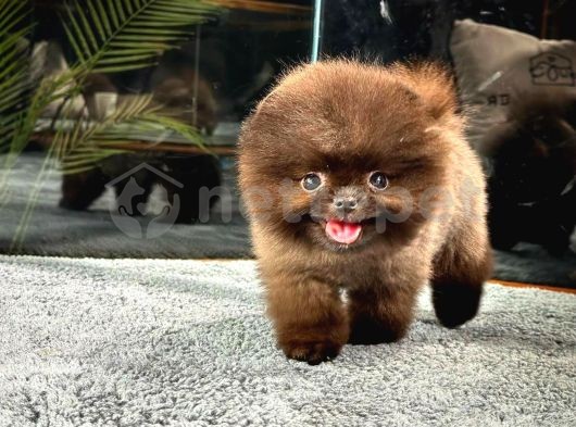 Canlı Oyuncak Yavrumuz Pomeranian Boo