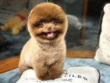 Irk ve Sağlık Garantili Pomeranian Boo Yavrularımız