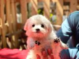 Teacup Maltese Terrier Yavrularımız Yeni ailesiyle Tanışmaya Hazır!