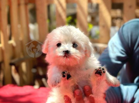 Teacup Maltese Terrier Yavrularımız Yeni ailesiyle Tanışmaya Hazır!