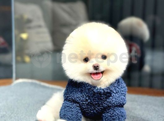 Pomeranian Boo Yavrumuzun Güzelliğini Gördünüz mü?