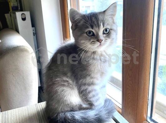 Scottish Straight Scottish Fold Yavruları