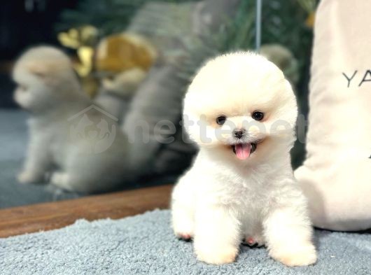 Birbirinden Güzel Mini Boy Pomeranian Ayıcık Yavrularımız