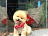 Evinizin minicik neşe kaynağı Pomeranian Boo