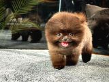 Çocukların En İyi Dostları Pomeranian Boo