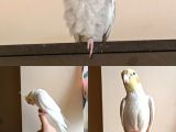 Sultan papaganı  albino