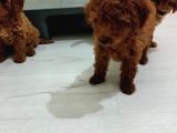 Secereli Red Brown Kore Toy Poodle Yavruları 