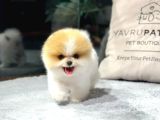 Evinizi Isıtacak Pomeranian Boo Yavrular 