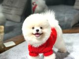 "Kar Beyazı Sevimlilik: Beyaz Pomeranian'ın Saf Güzelliği"
