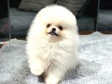 "Sevgi Dolu Kucak Arıyor: Minik Beyaz Pomeranian''