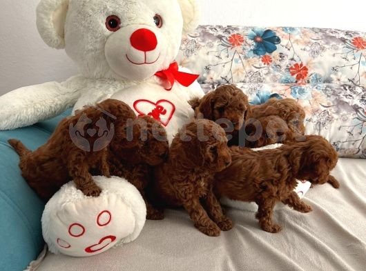 Antalya Red Toy Poodle