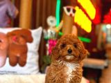 Görenlerin Tekrar Baktığı Toy Poodle Yavrumuz “Channel”