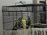 2 aylık Yavru Sultan Papağanı 