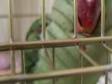 5 aylık alexander papağanı
