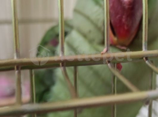 5 aylık alexander papağanı