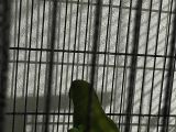 5 aylık yavru pakistan papağanı