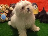 Teacup Maltese Terrier Yavrumuz Yeni Ailesiyle Tanışmaya Hazır!!