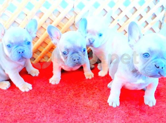 Blue Quad French Bulldog Yavrular....iletşim...05530827380