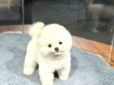 Evinizin Yeni Üyesi Pomeranian Dostunuz Felix