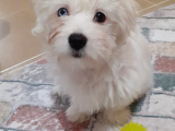 3.5 Aylık Aşıları Yapıldı Maltese Terrier