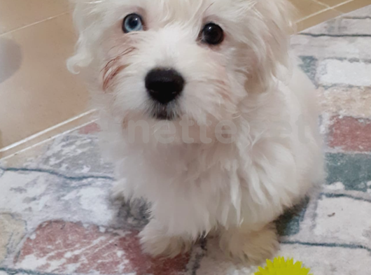 3.5 Aylık Aşıları Yapıldı Maltese Terrier