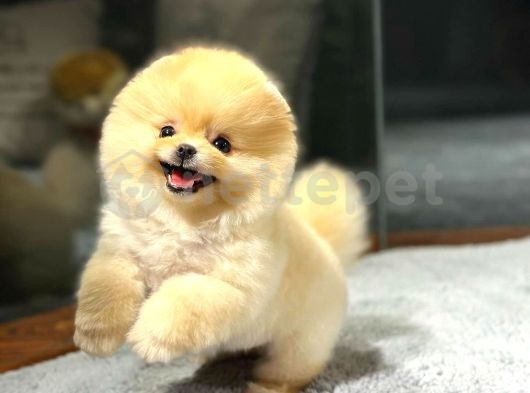 Pomeranian Boo Yavrumuzun Güzelliğini Gördünüz mü?