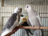 Yavru Sultan Papağanları