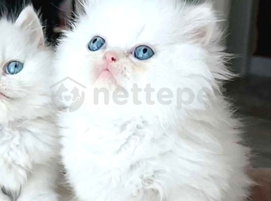 Bembeyaz mavi gözlü İran kedisi erkek