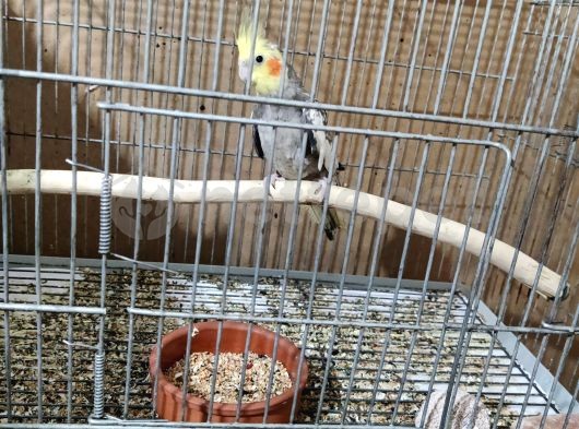 5 aylık erkek sultan papağanı 