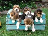 Beagle Yavrularımız Evinizin Neşesi Olacaktır