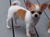 Chihuahua Yavrularımız Eviniz Neşesi Olacaktır