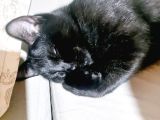 siyam kedisi