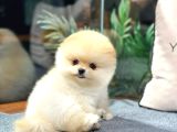 Neşe Kaynağı Pomeranian Boo Yavrularımız