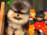 Irk ve Sağlık Garantili Pomeranian Boo Yavrularımız