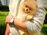 Zıpır ve Sevimli Pomeranian Boo Yavrularımız