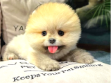 Sevimli Oyuncu Pomeranian Boo yavrumuz