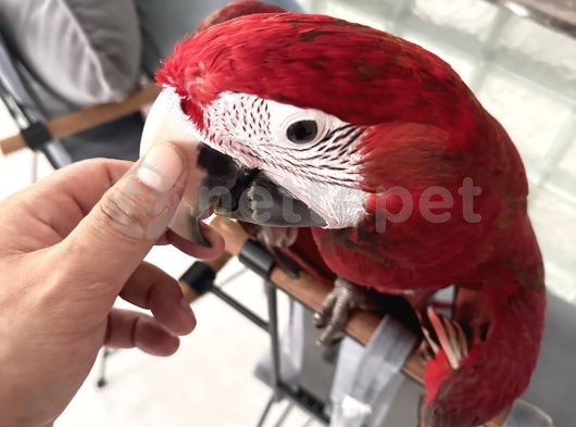 Belgeli Macaw