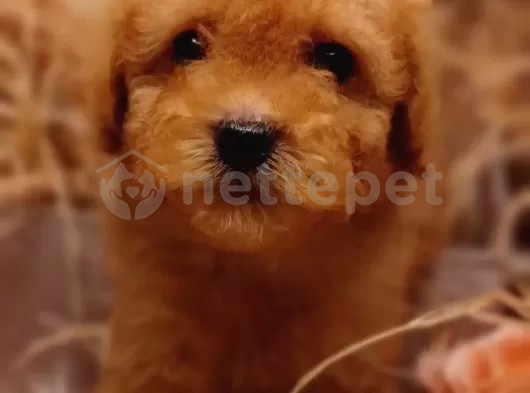 Afacan toy Poodle