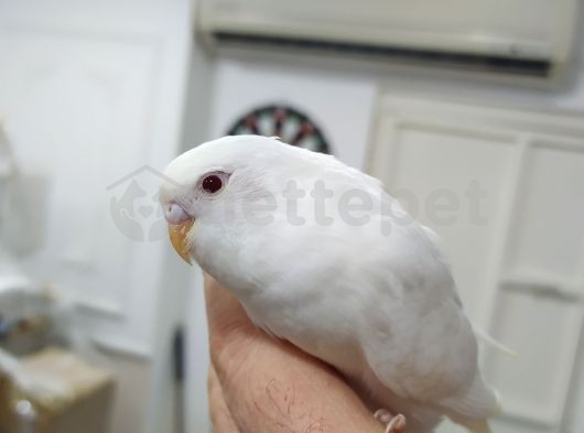 Albino 1 aylık yavru kırmızı göz 