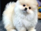Irk Ve Sağlık Garantili Pomeranian Boo Yavrularımız 